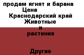 продам ягнят и барана › Цена ­ 3 000 - Краснодарский край Животные и растения » Другие животные   
